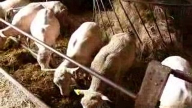 Bergerie Nationale de Rambouillet