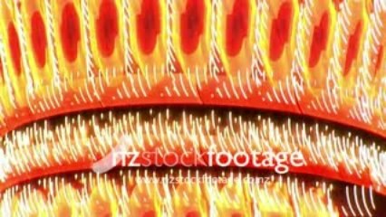 New Zealand Stock Footage Show reel