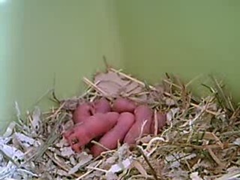 Bébés Gerbilles au premier jour