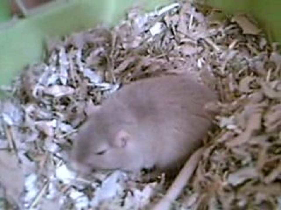 Bébés Gerbilles après une semaine