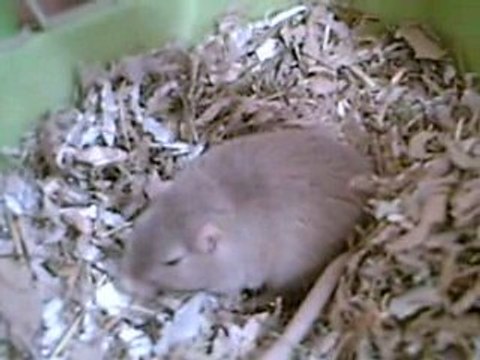 Bébés Gerbilles après une semaine