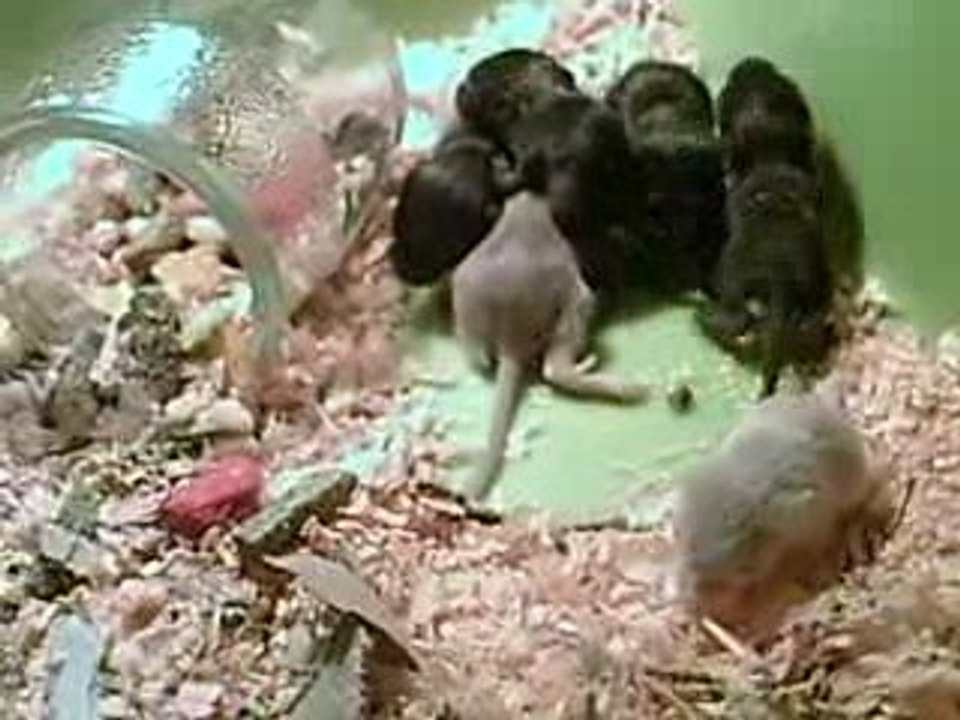 Bébés Gerbilles à 13 jours