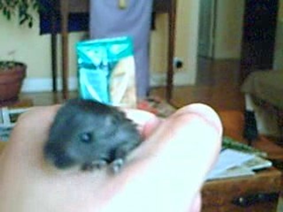 Bébé gerbille à vingt jours, les yeux enfin ouverts