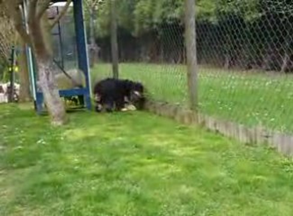 Dixie et Divhana jouent, se chamaillent aussi suite