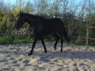 Divers animaux et Othello 008