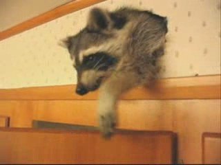 Raton-laveur dans la cuisine