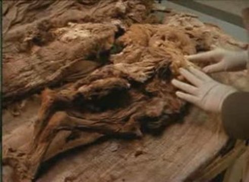 Le mystère des momies incas (3/3)