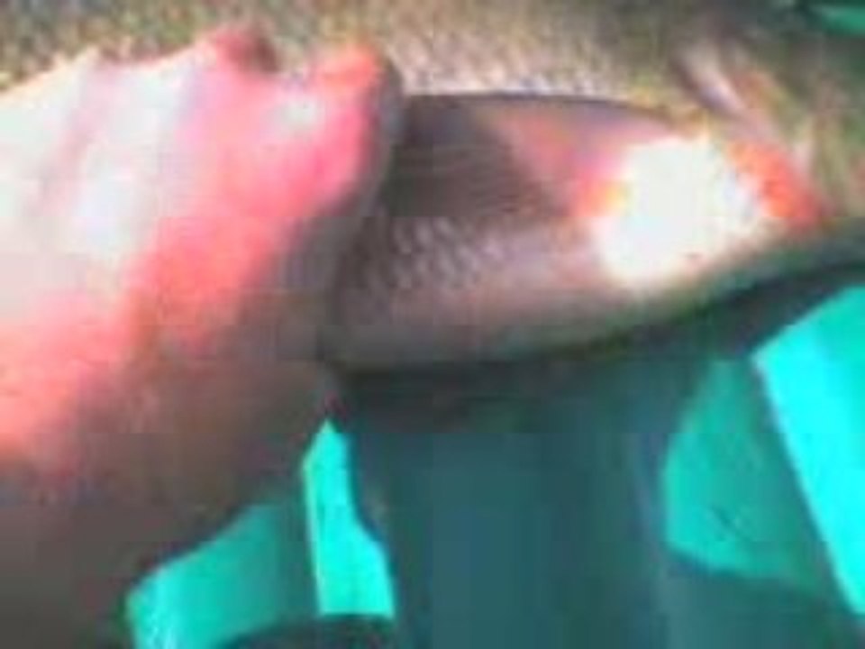 лещ 4кг,100 весной на спиннинг, Загружено  kirka