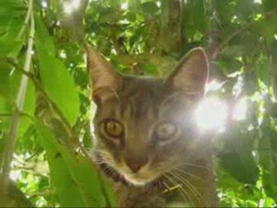 Inedit Kitty - TURNOFTHEWORLD