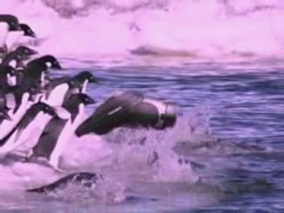 Camcorder's best friend is penguin. it can be anywhere you c