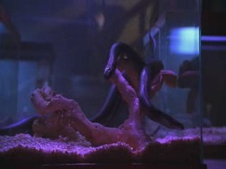 CSI: Snakes On A Plane