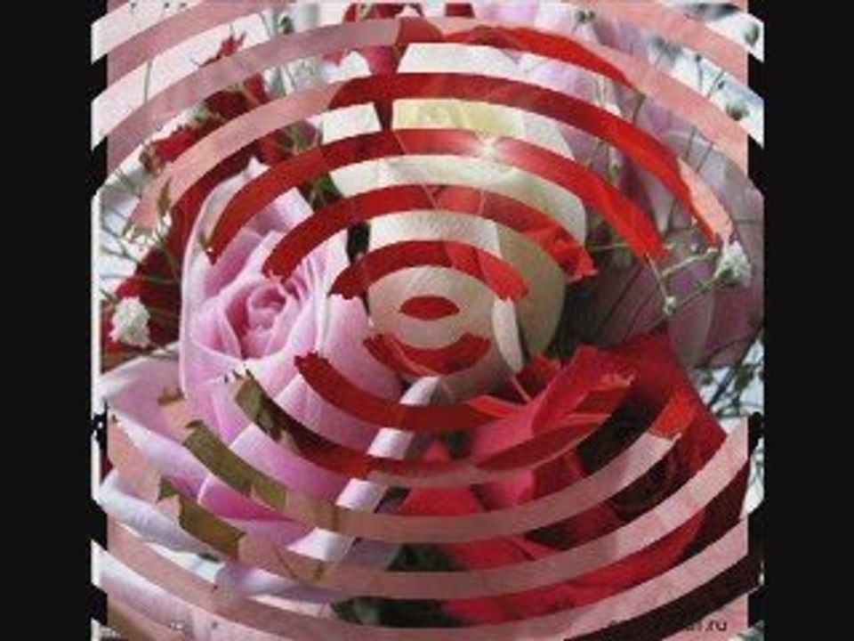 Iubiti trandafirii-show0