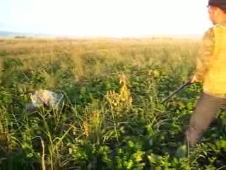 Kurzhaar ile Bir av sahnesi