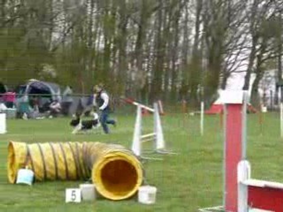 Schapendoes agility atman 4