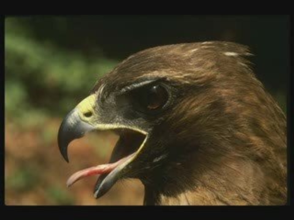 Dj davidescu - fly like a hawk 2009