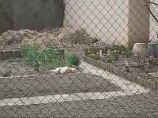 Pimousse se roule dans la terre