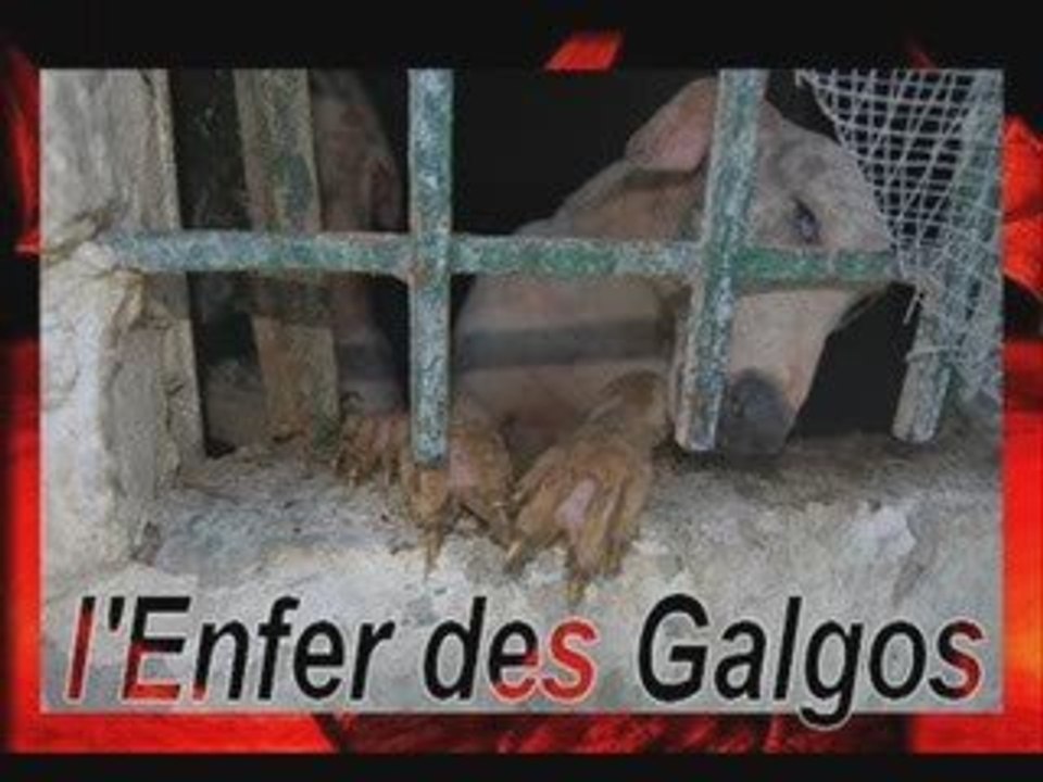 galgos