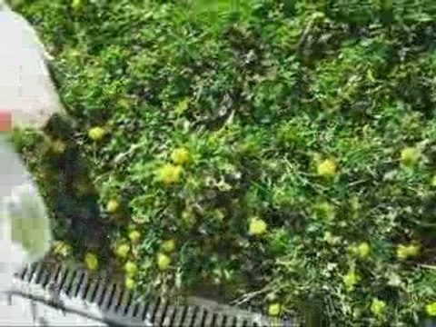 Whity essaie d'attraper l'eau ^^