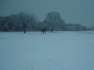 Célio galop sous la neige (L) Hivers 2009