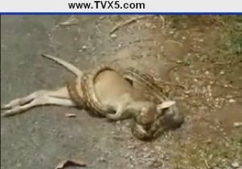 Snake eats a kangaroo! amazing