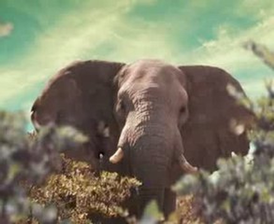 Billboard NORMA African PH