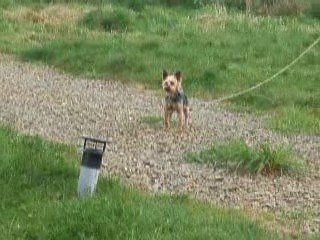 La guerre des chiens