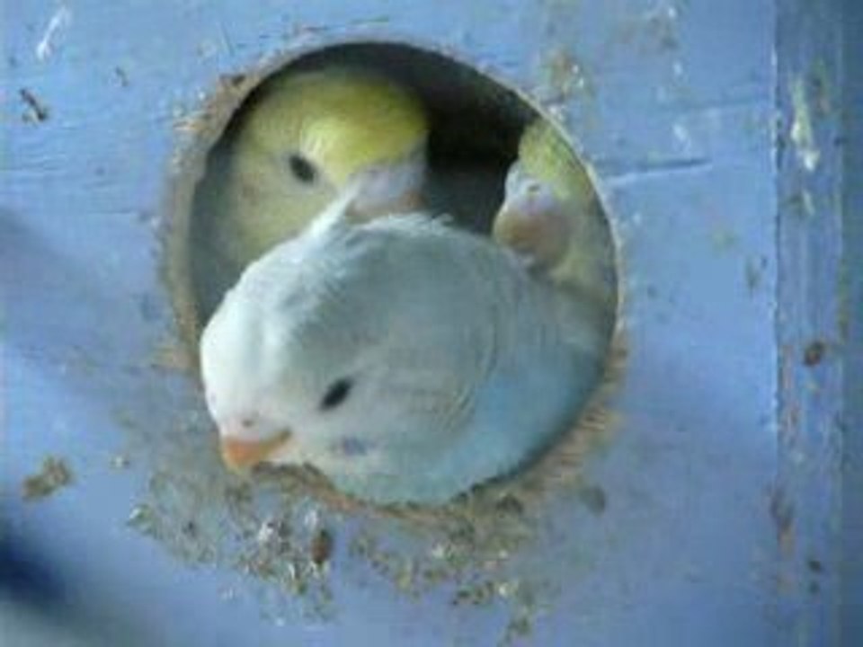 Evolution des jeunes de perruches