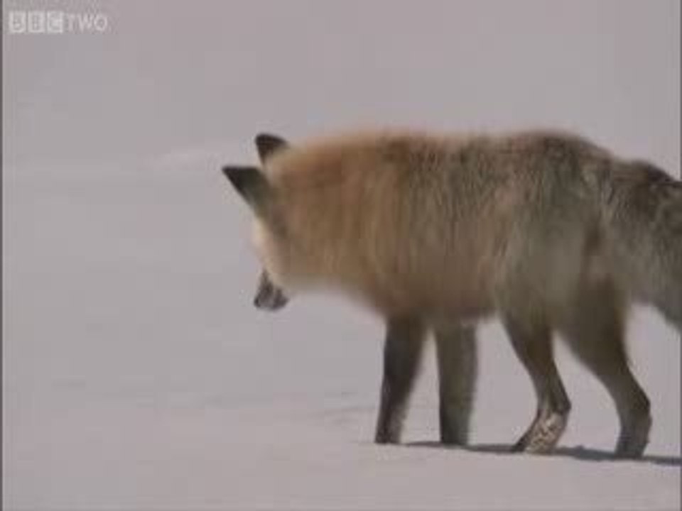 Le renard chasse