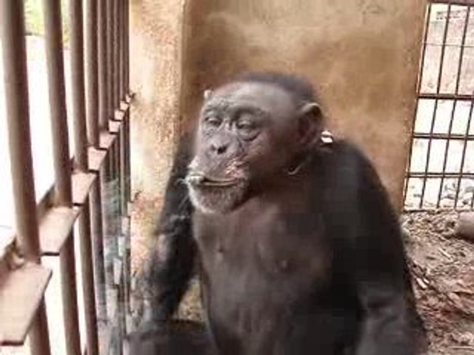 un singe qui fume...