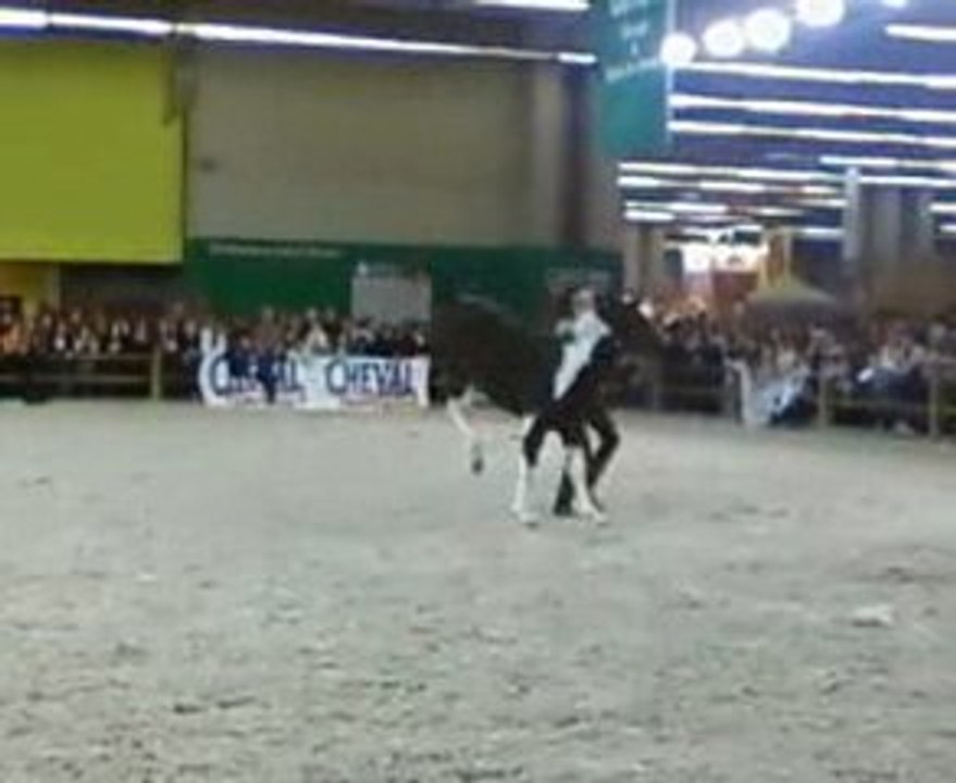 Salon du cheval- poulains paint