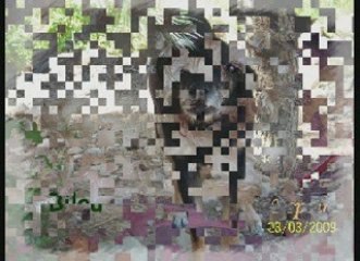 les petits vieux du Au Bonheur des 4'Pattes