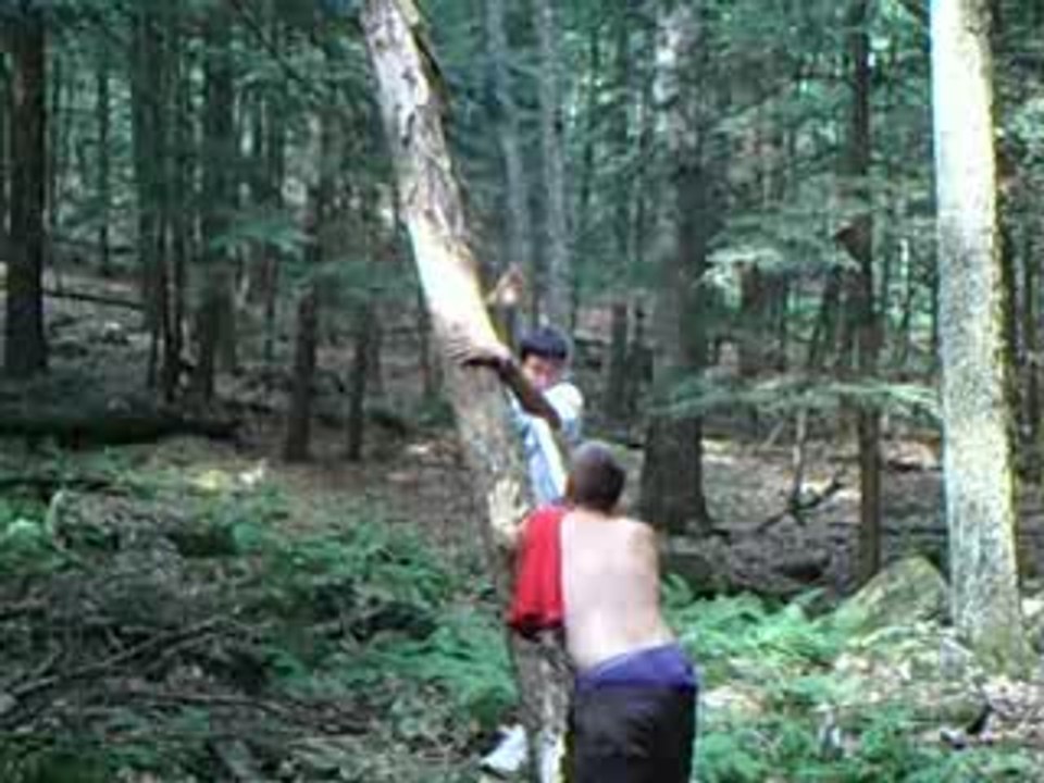 Arbre Tête