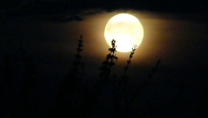 Pleine Lune _ 10 avril 2009_ 6h41 _ ( 10 )