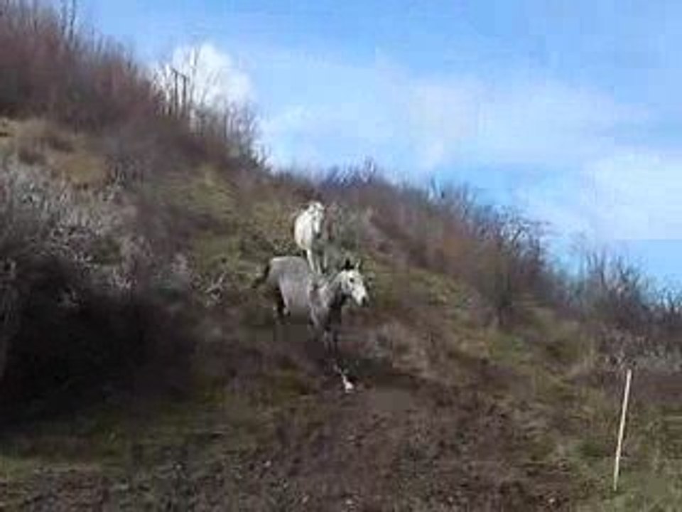 hebron et indien au prés