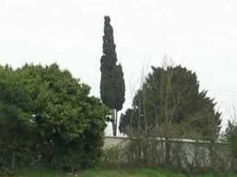 Chantenay Villedieu : arbre