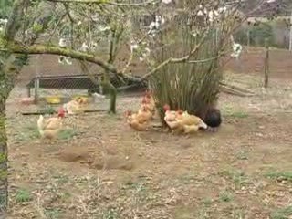 Nature : poules dociles