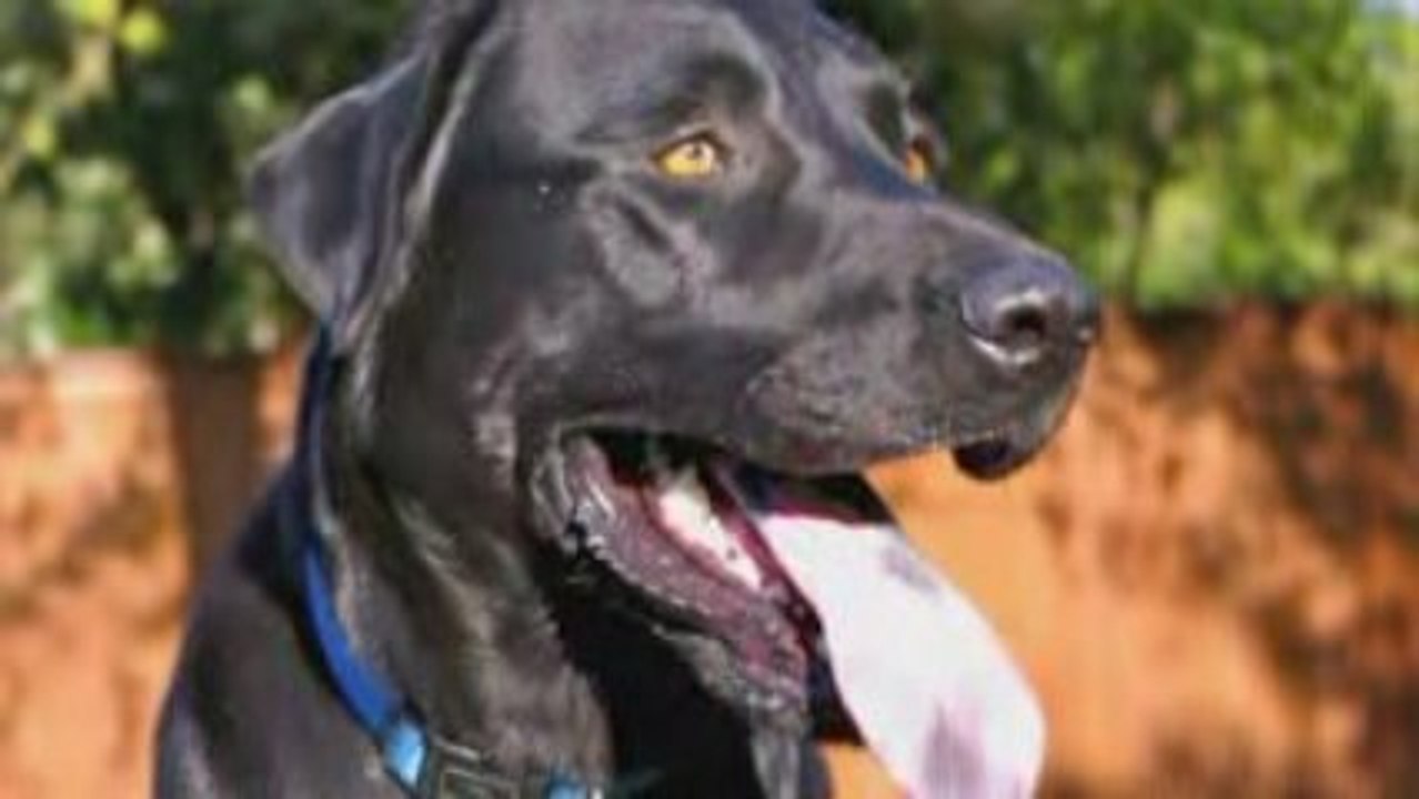 Montgomery - DFW Lab Rescue