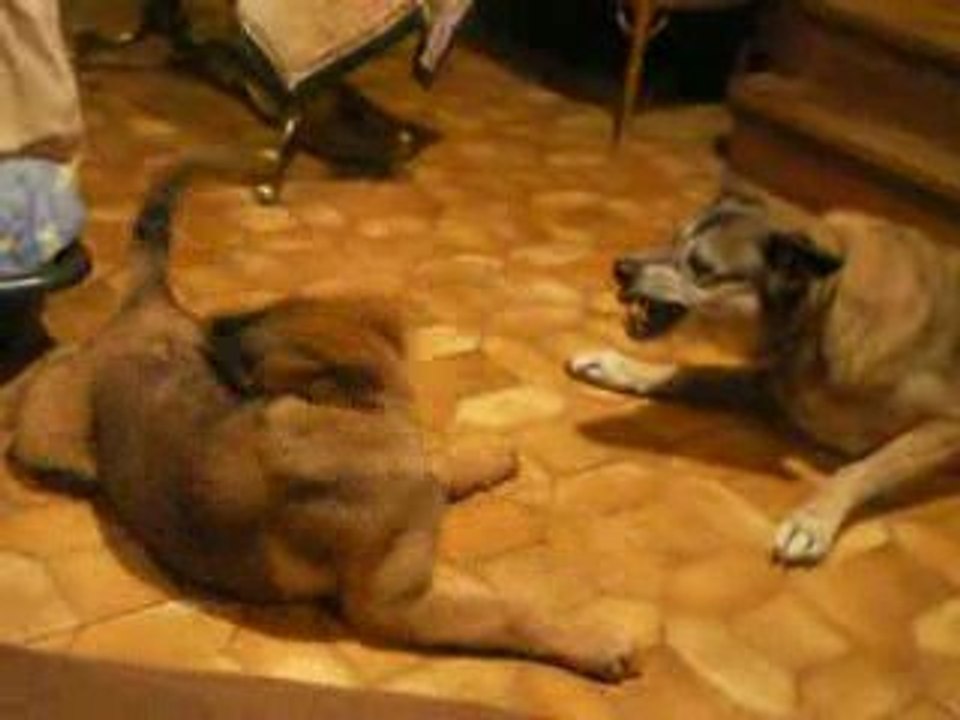 Conversation bergers Belges