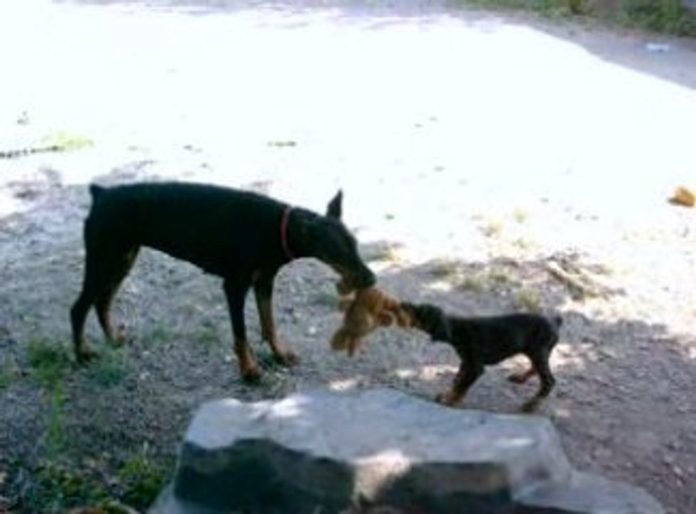 Ilane : C'est MON lapin !!