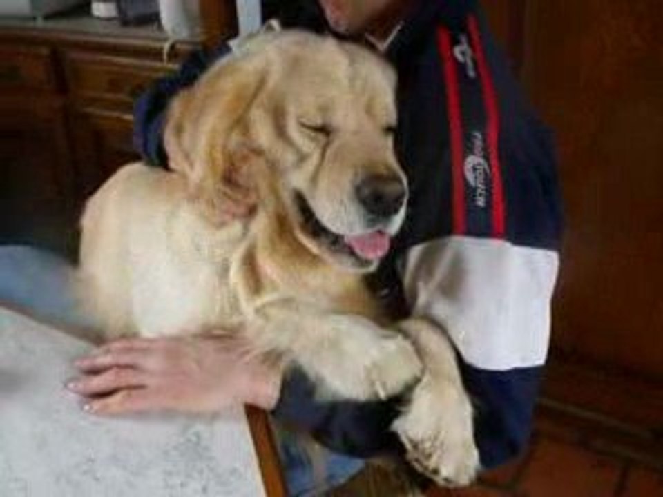 baltic golden retriever