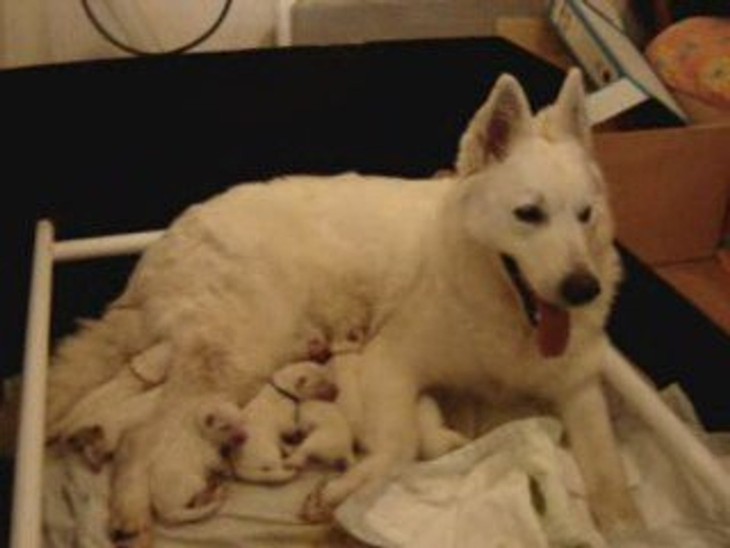 Naissance Des Chiots Berger Blanc Suisse Video Dailymotion