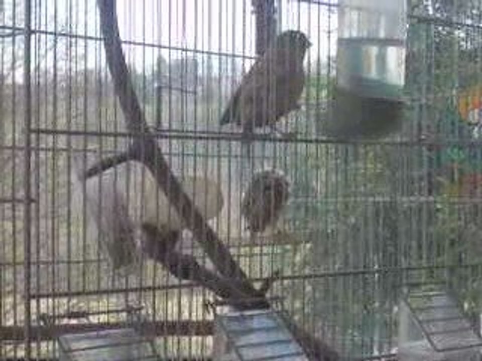 Video bebe canaris 004