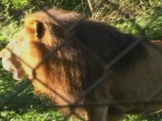Male lion in Uganda waits for new companions