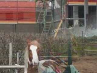 Apache obstacle en lib 10 Avril 09