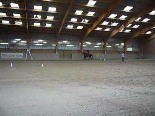 Cour a CM Performance Quarter Horse