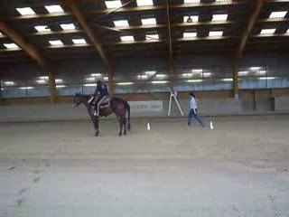 Cours a CM Performance Quarter Horse