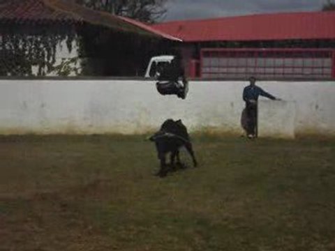 Maxcgb40 en saut pieds joint !!! courses landaises !!!!!!!