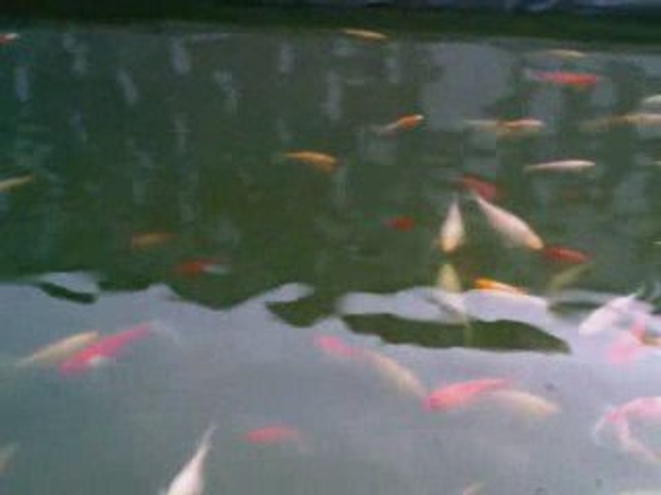 Bassin