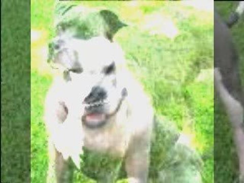 Com un pitt-Aia-Cicatrices recordz