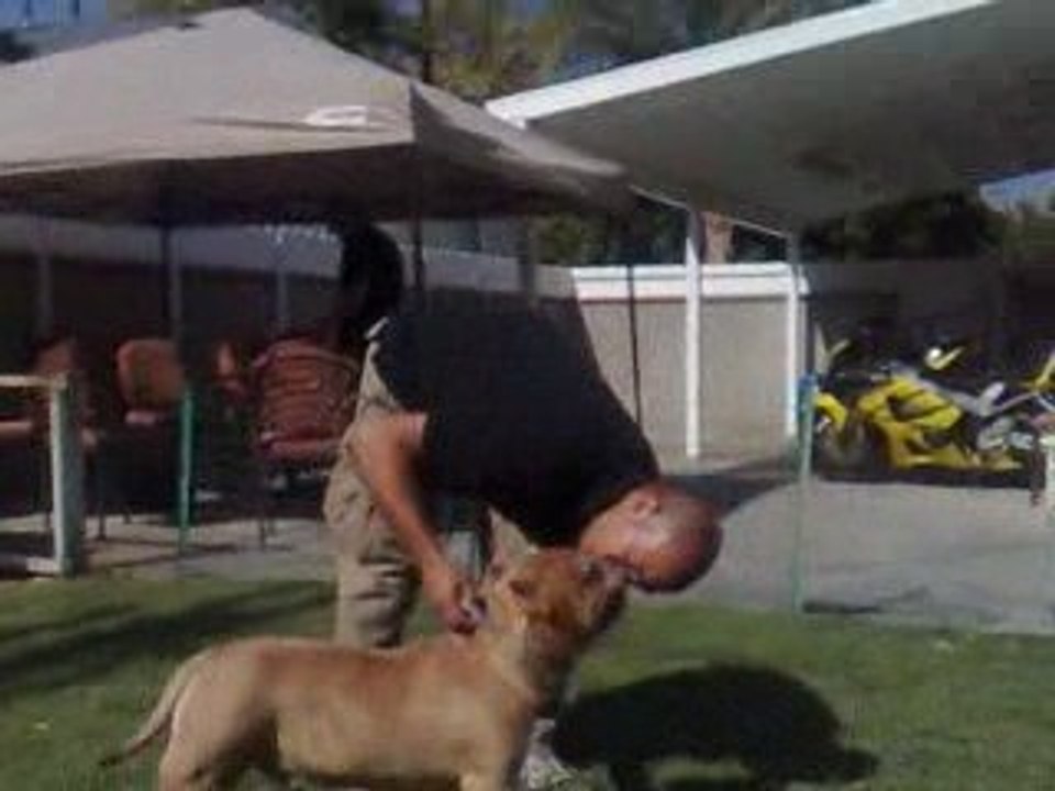 BIGBENBULLIES CORLEONEKENNELS SURAREZKENNELS